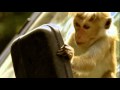 Clever Monkeys