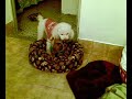 Lesbian Dog Humping Action - Poodle vs. Mini Pinscher Lesbian Dog Humping Action - Poodle vs. Mini Pinscher