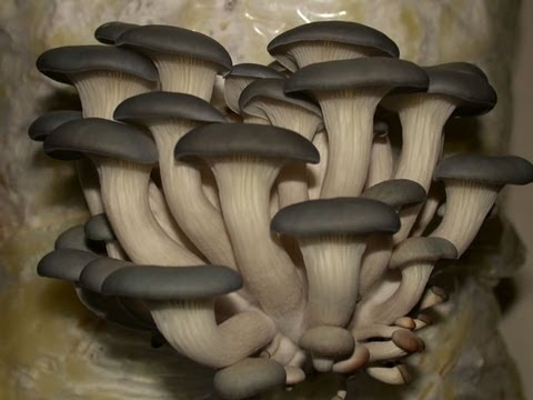 how to grow oyster mushrooms indoors