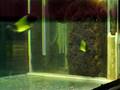 Tropheus Sp. Ikola spawn part 1- PICSES
