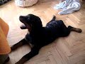 Rottweiler \"Face\"