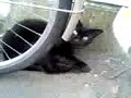 黒猫発見♪