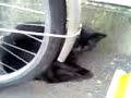 黒猫発見♪