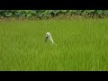 鳴門コウノトリ 2026/08/04 撮影 成長記録 徳島県鳴門市