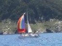 sailing and dolphins