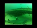 Navy Sharks