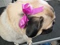 Squeaking Pug Squeaking Pug