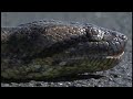 A 12-foot green anaconda is captured by deputies at an Osceola County horse park.