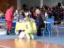 Sillamäe CAC dogshow, pekingese ring 19.04.2008 Sillamäe CAC dogshow, pekingese ring 19.04.2008