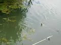 Gradacac Vidara Pecanje :)