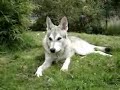 Saarloos Wolfhund faulenzt