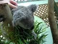 Koala at Featherdale Wildlife Park in Australia Koala at Featherdale Wildlife Park in Australia