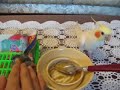 7 months old cockatiel sings its favorite song after sharing a meal with the 3 wks old baby lovebirds.