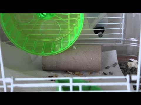 how to cure dwarf hamster wet tail
