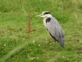 Aan de Hoornsedijk onder Groningen. De vorige keer dat ik deze broeder zag had hij een joekel van een vis in zijn snavel. Nu zaten de vissen natuurlijk lekker in de koele modder en viel er weinig voor hem te doen. Daarom hield hij zich maar bezig met zijn toilet. Maar hij hadlast van de warmte, want hij spreidde3 ook zijn vleugel op een verkoelende manier uit.