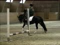 Esholms Bagheera, FEI dressage pony for sale