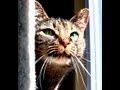 My Video Game Cat