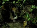 Jerry - Cat in Victorial park HK Part 3
