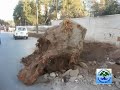 Oujda est triste sans ses arbres et ses espaces verts Oujda est triste sans ses arbres et ses espaces verts