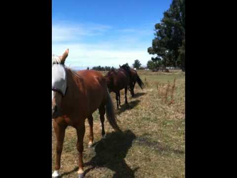 how to decide whether to adopt