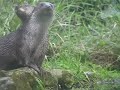 Lontra eurasiatica  - Otter lutra lutra