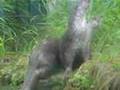Lontra eurasiatica - Otter lutra lutra