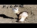 The Fickle Ferret Episode 5 Halloween Special part 2