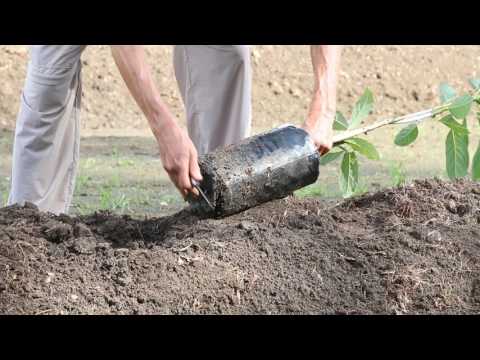 video-linktoworks-How to plant an avocado tree