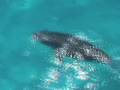 Dolphins and Dale on the Bahama Bank