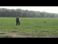 Perro de Pastor Aleman Rastreando