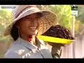 eating tarantulas