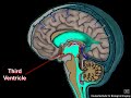 Cerebrospinal Fluid Circulation