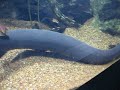 PGH Zoo - Electric Eel