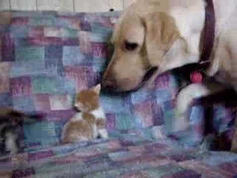 Yellow Lab Butters babysits kittens