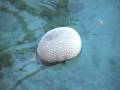 videos de blow fish deflating