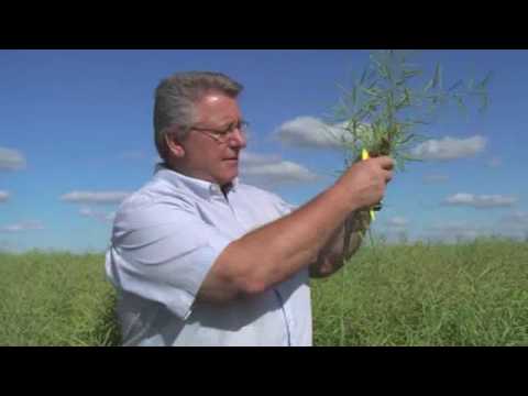 swathing - Jim Bessel with the Canola Council of Canada explains how to use seed colour change as a guide to when to start swathing.
