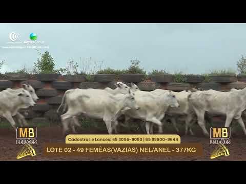 533� LEIL�O VIRTUAL MB LEIL�ES