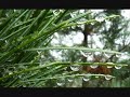 aural imbalance - indiosyncrasy