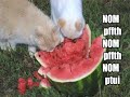 Very Funny Cats 42
