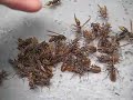 paper wasps  guepe frelon