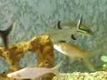 500 l big fish tank
