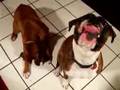 boxer dogs love redi whip