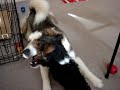 Tora and zai zai 2