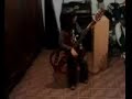 bambino di 4 anni suona con chitarra elettrica e canta