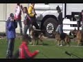 bundessieger-zutchtschau 2008 primeira femeas