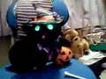 Singing Cat - Black Magic Woman 