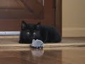 Kitten versus RC mouse (Not full version)