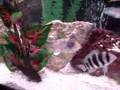 Synodontis and Cichlids at Feeding Time