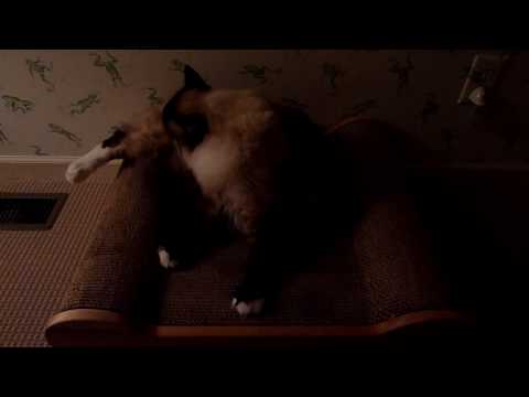 0 Brawny Cat Big Baby – Floppycats.com Product Review