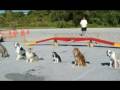 Anti-BSL Video